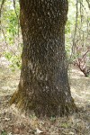 California Black Oak trunk