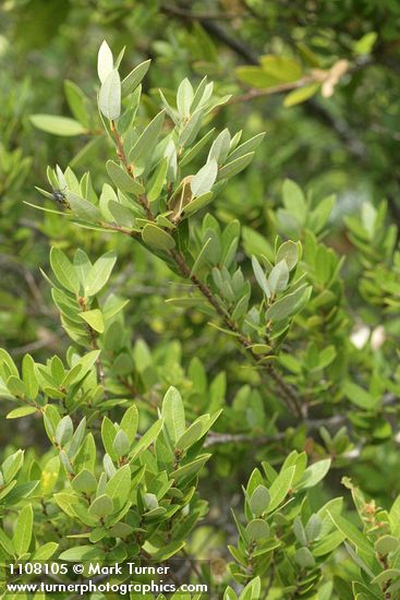 Quercus vacciniifolia