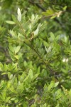 Huckleberry Oak foliage