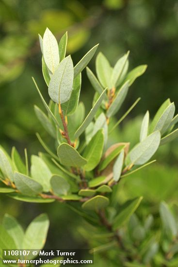 Quercus vacciniifolia