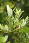 Huckleberry Oak foliage detail