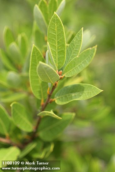 Quercus vacciniifolia