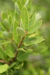 Huckleberry Oak foliage detail