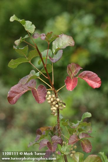 Toxicodendron diversilobum