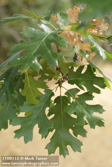 Quercus kelloggii