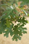 California Black Oak foliage