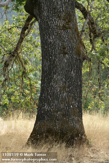 Quercus kelloggii