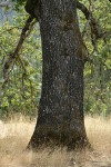 California Black Oak trunk