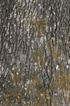 California Black Oak bark