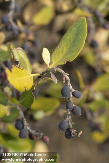 Garrya buxifolia