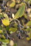 Dwarf Silktassel fruit & foliage detail