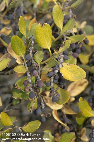 Garrya buxifolia