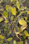 Dwarf Silktassel fruit & foliage