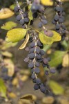 Dwarf Silktassel fruit & foliage detail