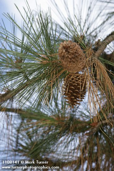 Pinus jeffreyi