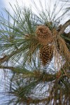 Jeffrey Pine cones among foliage