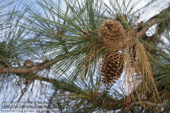 Pinus jeffreyi