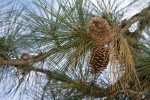 Jeffrey Pine cones among foliage