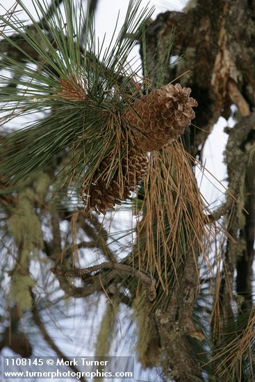 Pinus jeffreyi