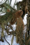 Jeffrey Pine cones among foliage