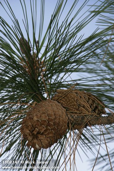 Pinus jeffreyi