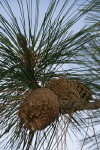 Jeffrey Pine cones among foliage