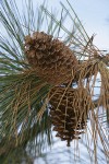 Jeffrey Pine cones among foliage