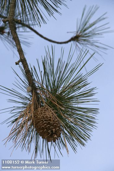 Pinus jeffreyi