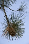 Jeffrey Pine cones among foliage against blue sky