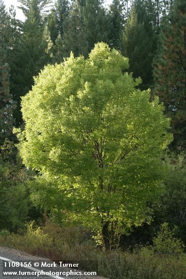 Fraxinus latifolia