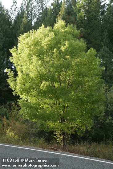 Fraxinus latifolia