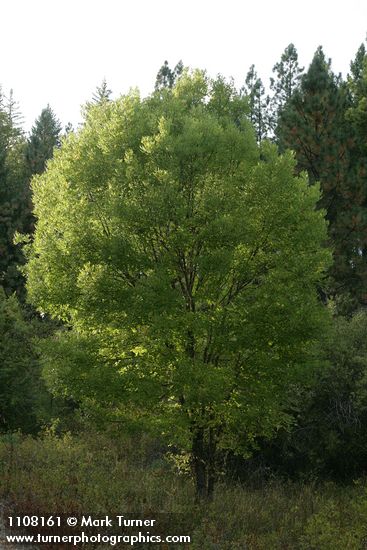 Fraxinus latifolia