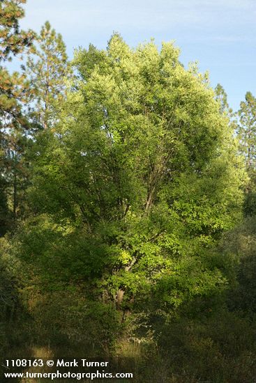 Fraxinus latifolia