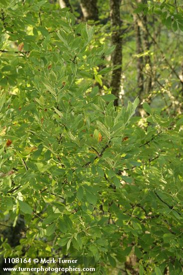 Fraxinus latifolia