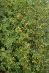 Sweetbriar Rose in fruit