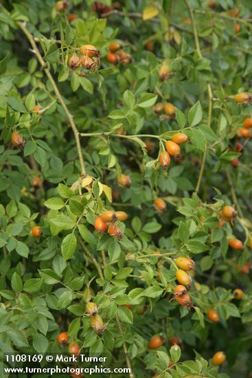 Rosa eglanteria