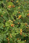 Sweetbriar Rose fruit & foliage