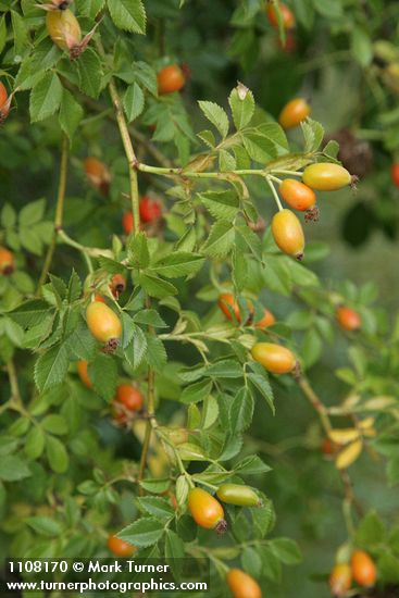 Rosa eglanteria