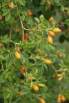 Sweetbriar Rose fruit & foliage