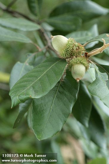 Notholithocarpus densiflorus