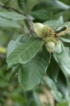 Tanoak acorns & foliage detail