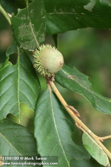 Notholithocarpus densiflorus