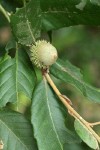 Tanoak acorn & foliage detail