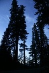 Jeffrey Pines & other conifers against twilight sky