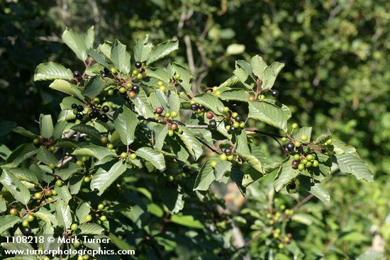 Frangula californica ssp. californica