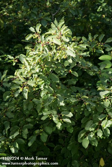 Frangula californica ssp. californica