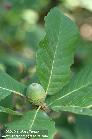 Quercus sadleriana