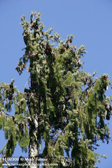 Picea breweriana