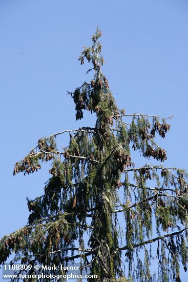 Picea breweriana