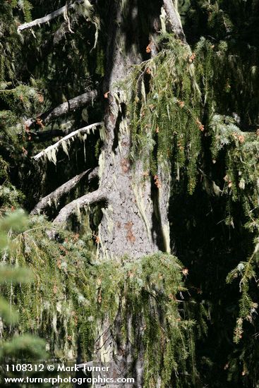 Picea breweriana